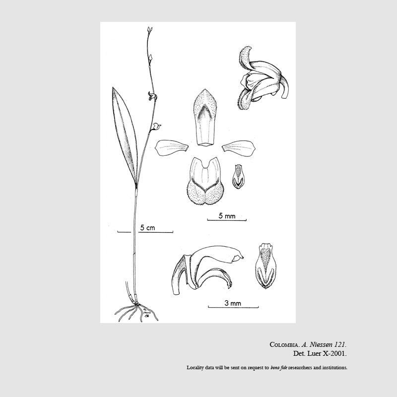 Pleurothallis nisseniae